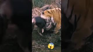 Huge Male Tiger take down the deer easily @planet2animals