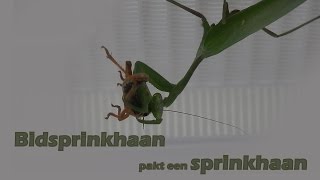 Bidsprinkhaan pakt een sprinkhaan - Praying mantis attacks a grasshopper