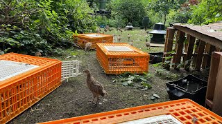 Pheasants being released