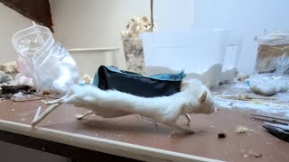 Sewing Up A Rat