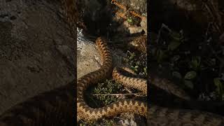 Common European adder / Vipère péliade #wildlife #nature #suisse #vipère #adder