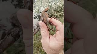 Bitterroot River crayfish, crawdad