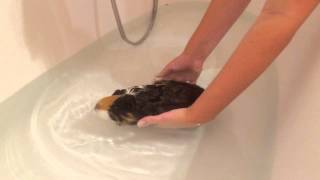 Guinea pig in water for first time