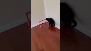 Black Cat Shows It’s Time To Play The Soccer Game!