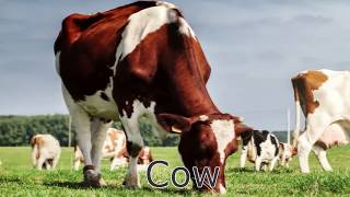 cow sounds for kids