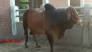 Sahiwal bull (QS-723) | SPU Qadirabad