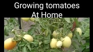 Growing Solanum lycopersicum (Tomatoes) at the roof of my home|| Roof Top Gardening| Organic Tomato