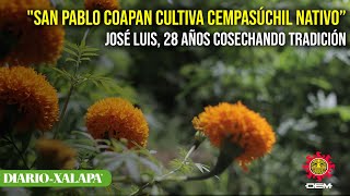 "San Pablo Coapan cultiva cempasúchil nativo”: José Luis, 28 años cosechando tradición