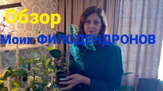 Филодендроны. Обзор июнь 2024🌿☘🐞💚