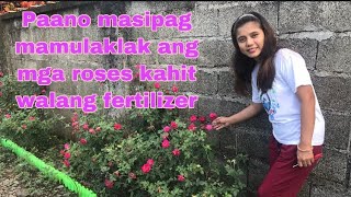 Paano masipag mamulaklak ang mga roses kahit walang fertilizer | Alen Blooms #rose  #nofertilzer