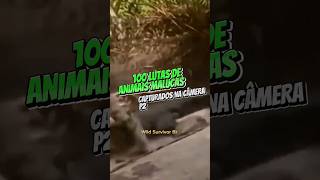 100 lutas de animais malucas capturados na câmera p2 #vidaselvagem