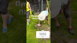 Как пугать кротов на даче We drive moles out of the summer cottage. #respect #shorts