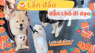 LẦN ĐẦU ĐI DẠO CỦA 2 BÉ CÚN CHOW CHOW VÀ POMERANIAN | MIMI OFFICIAL