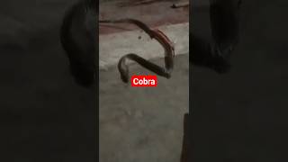 Cobra #foryou #viral #youtubeshorts