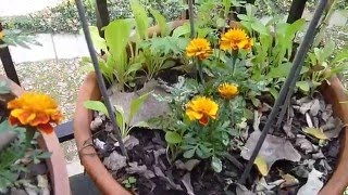 Apartment Balcony Gardening DIY III:  Fall Harvest - Basil, Peppers, Tomatoes