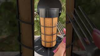 Feeding Wild Birds From My Apartment | High Quality Wild Bird Feeders and Food