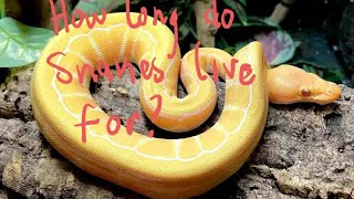 Must Know Info Before Getting a Pet Snake