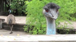 Emu Feeding Time