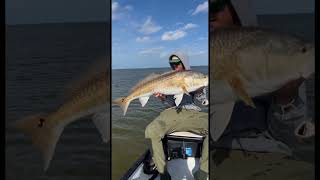 Big redfish on chunk bait #inshorefishing #australia #shortsfeed