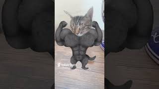 Some Humor #catvideos #catdealers #cute #cutecat #cuteanimal #kitten #catcorner #cutepet #catshorts