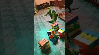 mummy bolane wala par 🦜🦜😅#cuteparrot #ytshorts #video