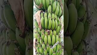 Banqna #banana #fruit #vegitables #fresh_banana #shortvideo #trendingshorts #viralvideo