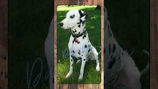 Dalmatian, Breed Spotlight Shorts #canineenrichment #doglover #pets #caninebehavior #dog