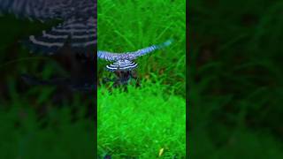 Eagle vs. Frog: Epic Wildlife Encounter Caught on Camera! #trendingshorts  #shortsfeed