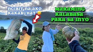 Asian pumpkin farming and harvesting kalabasa farm Ilocos Norte