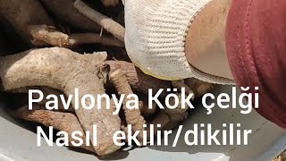 Pavlonya Kök çeliği nasıl ekilir/dikilir