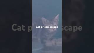 Mimi prison escape #cat #kitten #kitty #mimicat