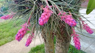 Mostrando a floração da Tillandsia e da Epidendrum rigidum