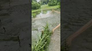 স্রোতের পানিতে মাছ শিকার Fishing in stream water. #fishing #freshfish #fish #fake #rain #shorts