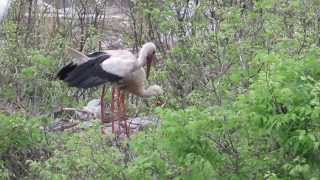 Birds of Morocco: White Stork لقلق أبيض