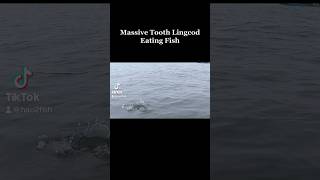 🐉🐲MASSIVE Lingcod eats Fish! Full video on YouTube. #lingcod #kayakfishing