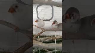 Little zebra finches fledged #animals #love #birds #nature #viral #goldfinch #wildlife #parrot