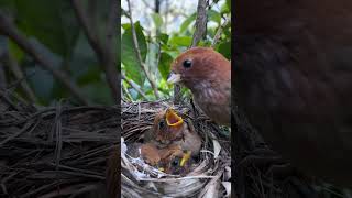 bird #birdofparadise