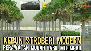 BIKIN KAGUM, KEBUN STROBERI HIDROPONIK TERBESAR || PERAWATAN MUDAH HASIL MELIMPAH