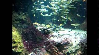 New England Aquarium - Marsh Land