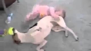 funny baby hot 2014 animals drinking milk Cute animal compilation YouTube   YouTube