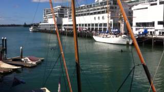 A pod of orcas visit Auckland Harbour and the Maritime Museum