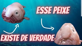 ANIMAIS BIZZAROS DO FUNDO DO MAR !