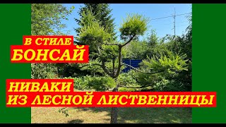 В стиле БОНСАЙ. Ниваки из лесной лиственницы. В саду Елены Романовой, г.Павловск,СПб.