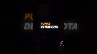 pumas como mascota