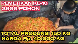 PART : 16 PEMETIKAN CABE RAWIT LOKAL KE-10 VARIETAS RICA JARUM