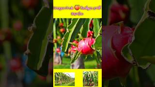 డ్రాగన్ ఫ్రూట్ మొక్కలు నాటే విధానం #dragonfruit #agriculture #food #fruits #farming #viral #shorts