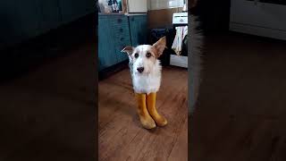 VIRAL DOG'N'BOOTS🐕#shorts