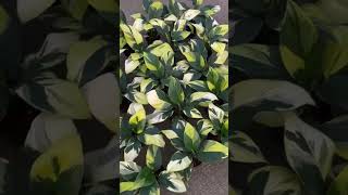 Other Plant Series - Spathiphylllum Sensation Variegated I PlantFactory