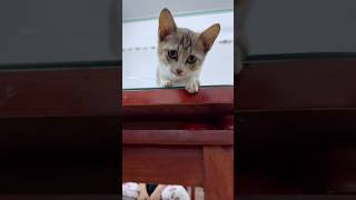 Cat saves owner but is misunderstood 😢😿 #cat #catlover #animals #cute #pets #foryou #shorts