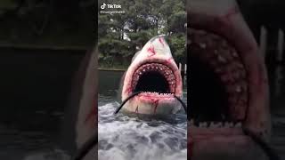 scary shark attack🤯😱